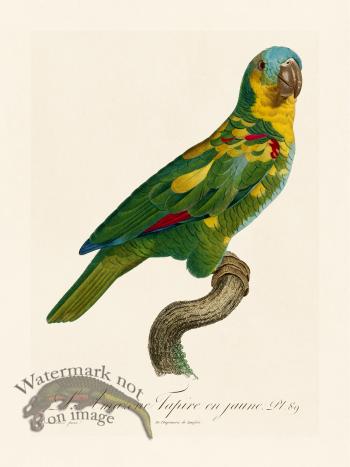 Barraband Parrot 089
